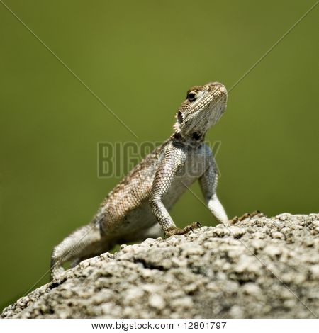 Rock Agama, Serengeti National Park, Serengeti, Tanzania
