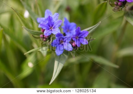 Flowers of Purple Gromwell Lithospermum purpurocaeruleum. A medical plant from Europe and Asia.