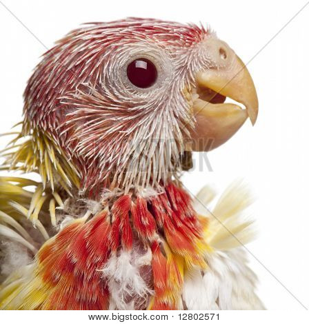 Primer plano de Platycercus eximius, Platycercus eximius, 5 semanas, frente a fondo blanco