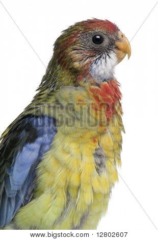 Platycercus eximius, Platycercus eximius, 5 semanas, frente a fondo blanco