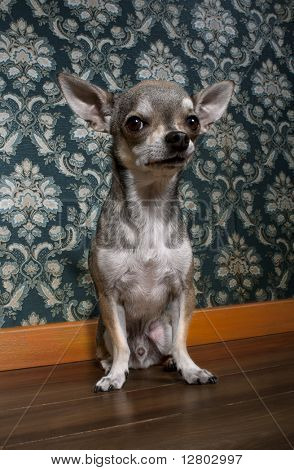 Chihuahua, seduta di fronte a carta da parati floreale