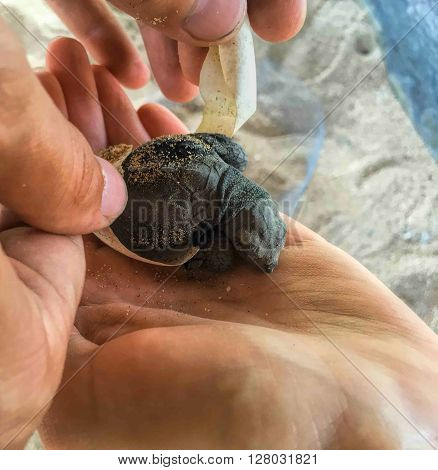 Birth of new life - olive ridley sea turtle, Hand holding newly hatched baby turtle