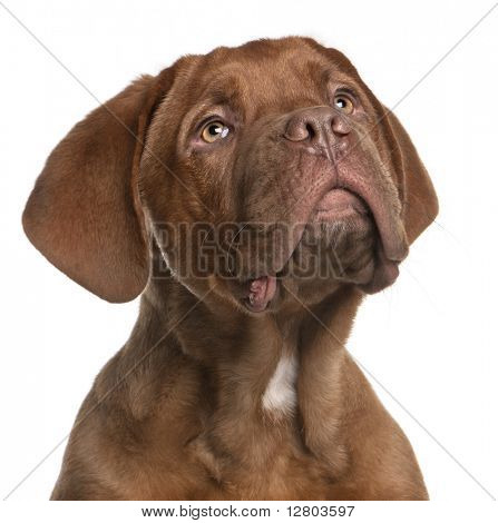 Dogue de Bordeaux štěně, 5 měsíců starý, vzhlédl před bílým pozadím