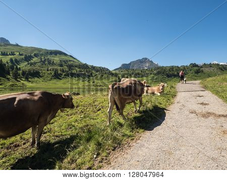 A view of rushing cows in the Alpine mountains near village Shocken in Bregenzerwald area region Vorarlberg Austria