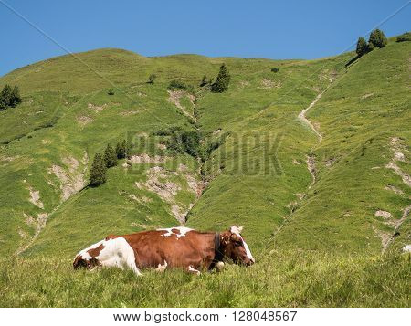 A view of rushing cows in the Alpine mountains near village Shocken in Bregenzerwald area region Vorarlberg Austria