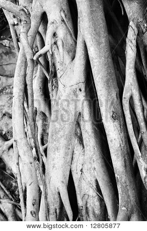 Detail černá a bílá z kořenů stromů Banyan.