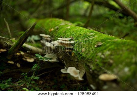 Honey agarics have sprouted on the tumbled-down tree. Around the moss grows.