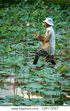 Vietnamese Farmer Crop Lotus Flower