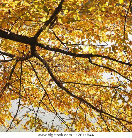 Albero di Olmo nel colore di caduta in Washington, DC, USA.