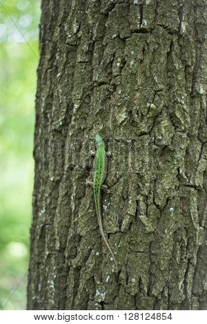 Lizard in nature sitting on a tree.