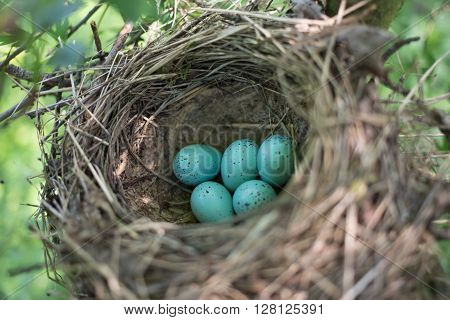 Bird's nest in their natural habitat during the breeding.