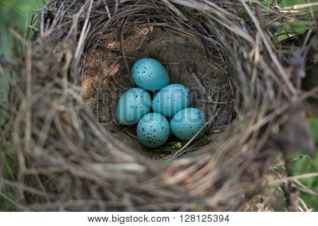 Bird's nest in their natural habitat during the breeding.