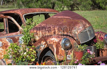 ALBANY, AUSTRALIA - MARCH 30, 2016: A rusty Austin A40 motor car in its final resting place among flowers just outside the town of Albany, in Western Australia.