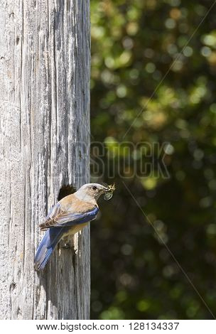 Female Western Bluebird carrying a cricket in her beak to feed her babies in the nest.