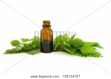 nettle essence in a bottle and fresh branches with leaves isolated with shadows on a white background medicinal herb for health and beauty selected focus narrow depth of field