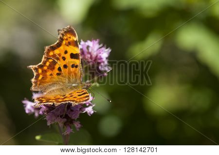 a comma butterfly of the polygonia family