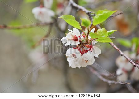 Apricot blossom in Himalayas 