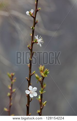 Apricot blossom in Himalayas 