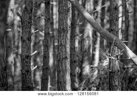 Dense forest in the shade on a sunny day