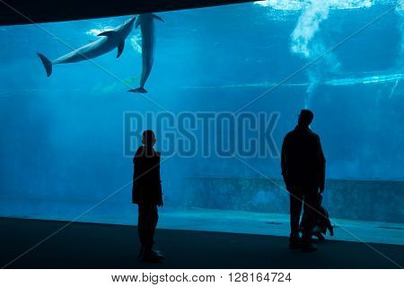 GENOA, ITALY - MARCH 22, 2016: Visitors observe as common bottlenose dolphins (Tursiops truncatus) swim in the Genoa Aquarium in Genoa, Liguria, Italy. 
