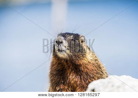 Yellow-bellied marmot (Marmota flaviventris) from the Grand Teton national park. Wyoming, USA