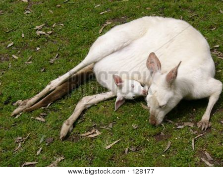 알 비 노 캥거루 조이으로