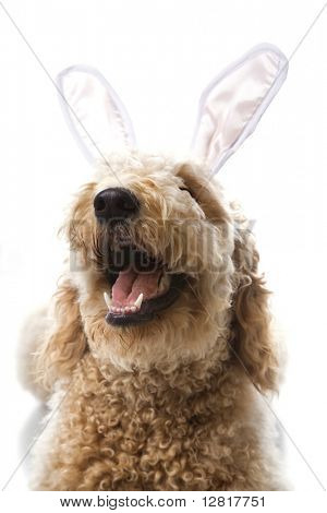 バニーの耳で Goldendoodle 犬。