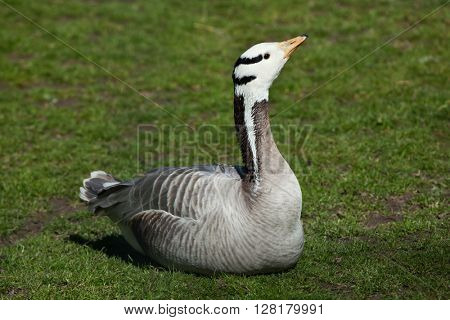Bar-headed goose (Anser indicus). Wild life animal. 