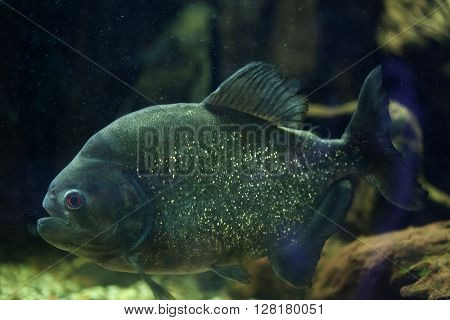 Red piranha (Pygocentrus nattereri), also known as the red-bellied piranha. Wild life animal. 