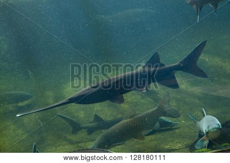 American paddlefish (Polyodon spathula). Wild life animal. 