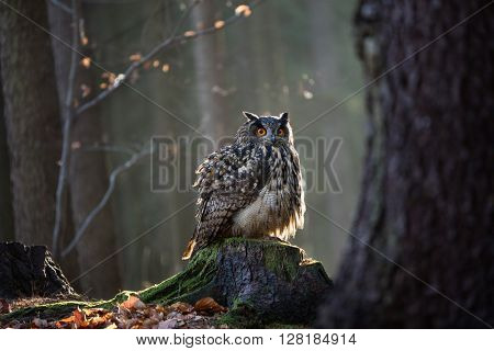 Eurasian Eagle Owl, close-up.