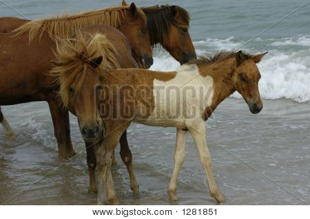 Assateague divoký poník