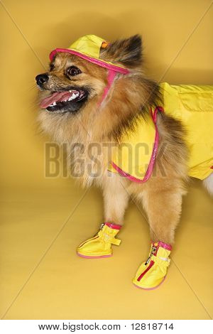Kahverengi Pomeranian köpek giyen yağmur dişli.