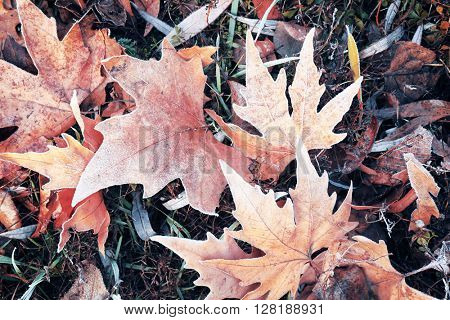 Pile of different dry leaves underfoot