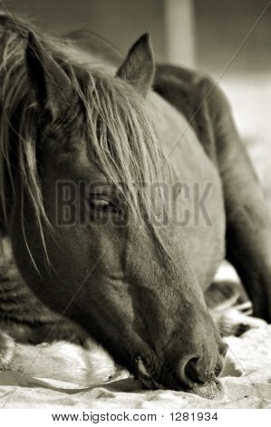 Assateague divoký poník