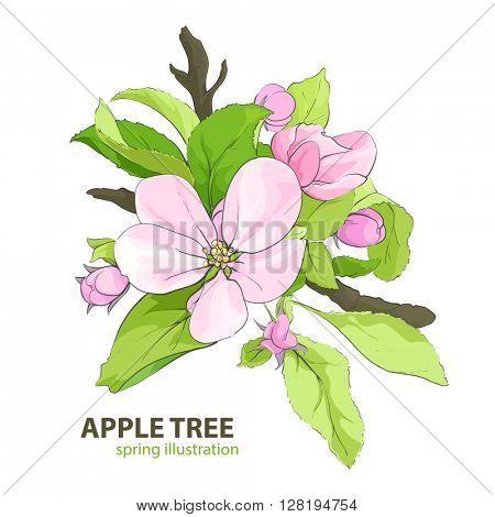 Apple tree flowers