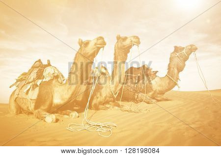 Three Camels Eating in the Desert Concept