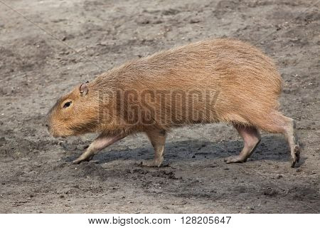Capybara (Hydrochoerus hydrochaeris). Wild life animal. 