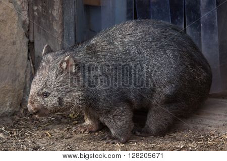 Common wombat (Vombatus ursinus). Wild life animal. 