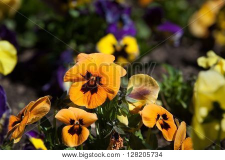 Garden pansy (Viola tricolor var. hortensis).