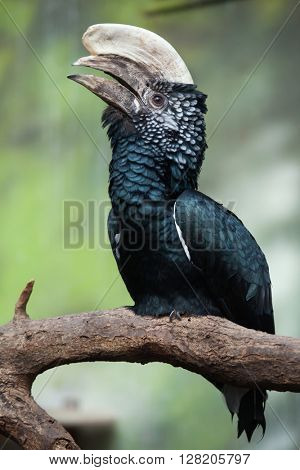 Silvery-cheeked hornbill (Bycanistes brevis). Wild life animal. 