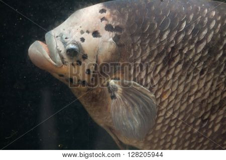 Giant gourami (Osphronemus goramy). Wild life animal. 