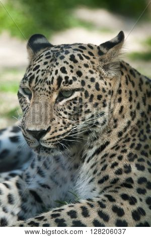 Persian leopard (Panthera pardus saxicolor), also known as the Caucasian leopard. Wild life animal. 