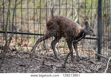 Woman feeds a siberian musk deer from her hand
** Note: Visible grain at 100%, best at smaller sizes