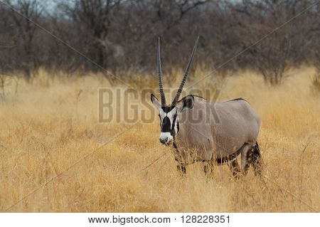 Gemsbok In Savanna, Oryx Gazella