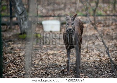 Woman feeds a siberian musk deer from her hand