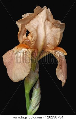 Hybrid German iris (Iris x germanica). Image of flower isolated on black background