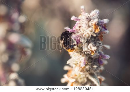 macro shot of a bumblebee collecting pollen from a flower.  with copyspace