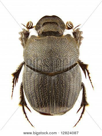 Onthophagus Parmatus
