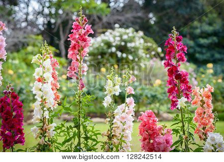 Snap dragon flower (Antirrhinum majus) blooming in garden